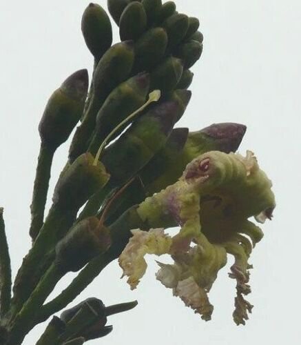 Oroxylum Indicum Seeds Ornamental Indian Trumpet Flower Broken Bones Tree