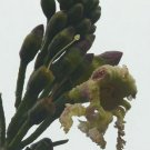 Oroxylum Indicum Seeds Ornamental Indian Trumpet Flower Broken Bones Tree