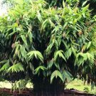 Thysanolaena Maxima 800 Seeds Tiger Broom Garden Grass Nepali T. Latifolia