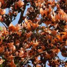 Butea Monosperma 5 Seeds Flame Of The Forest Flowering Parrot Tree