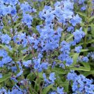 Cynoglossum Amabile 100 Seeds Chinese Forget Me Nots Blue Showers Hounds Tongue