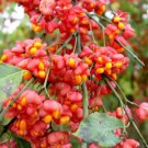 Euonymus Europaea Tree or Shrub 100 Seeds Cold Hardy Ornamental European Spindle