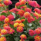 Lantana Camara 30 Seeds Fragrant Verbena Shrub Flowering Bush Houseplant