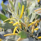 Acacia Holosericea Shrub 20 Seeds Soapbush Strap Candelabra Silver Wattle Bush