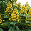 Senna Siamea 500 Seeds Cassia Kassod Thailand Garden Flowering Shower Tree