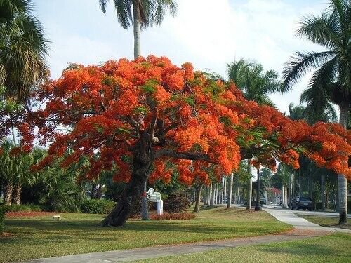 Delonix Regia Canopy Tree 200 Seeds Garden Red Royal Flowering Poinciana
