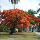 Delonix Regia Canopy Tree 200 Seeds Garden Red Royal Flowering Poinciana