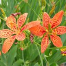 Iris Domestica Belamcanda Chinensis 150 Seeds Blackberry Herb or Leopard Lily