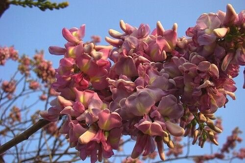 Gliricidia Sepium 500 Seeds Flowering Nitrogen Fixing Tree