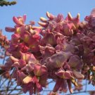 Gliricidia Sepium 500 Seeds Flowering Nitrogen Fixing Tree