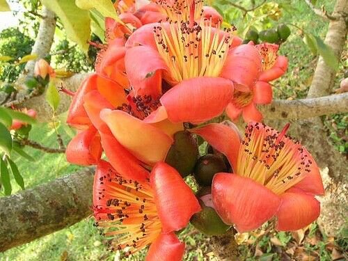 Bombax Ceiba Tree Edible Fruit Kopak Red Silk Cotton 800 Seeds
