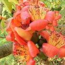 Bombax Ceiba Tree Edible Fruit Kopak Red Silk Cotton 800 Seeds