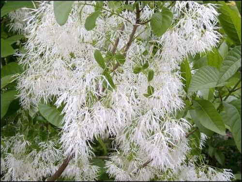 Chionanthus Virginicus Tree 10 Seeds Hardy Fragrant Fringe Grancy Greybeard