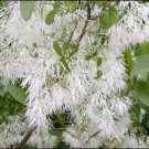 Chionanthus Virginicus Tree 10 Seeds Hardy Fragrant Fringe Grancy Greybeard