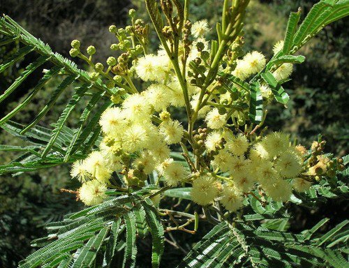 Acacia Mearnsii 25 Seeds Nitrogen Fixing Black Wattle Tree Shrub