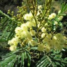 Acacia Mearnsii 25 Seeds Nitrogen Fixing Black Wattle Tree Shrub