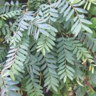 Chloroxylon Swietenia 8 Seeds East Indian Ceylon Satinwood Timber Tree