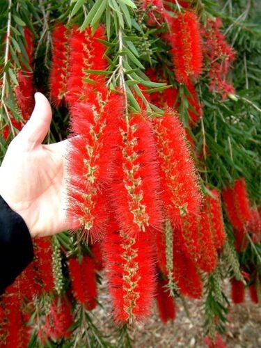 Callistemon Viminalis 10000 Seeds Ornamental Weeping Bottle Brush Tree Bonsai