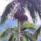 Bentinckia Condapanna 5 Seeds Hill Areca Nut Rare Indian Palm Tree