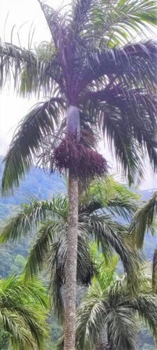 Bentinckia Condapanna 5 Seeds Hill Areca Nut Rare Indian Palm Tree