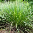 Cymbopogon Flexuosus 100 Seeds Edible Lemongrass East Indian Lemon Grass