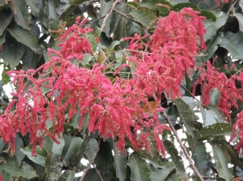 Terminalia Myriocarpa Tree 2000 Seeds East Indian Almond Garden Hollock