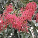 Terminalia Myriocarpa Tree 2000 Seeds East Indian Almond Garden Hollock