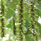 Pterocarya Stenoptera Shade Tree 100 Seeds Ornamental Chinese Wingnut