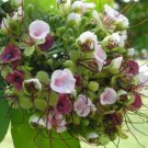 Intsia Bijuga Tree 1 Large Seed Fragrant Flowering Moluccan Ironwood Borneo teak