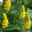 Cassia Alata 500 Seeds Golden Shrub Tree Perennial Butterfly Candlestick Flowers