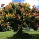Koelreuteria Paniculata 500 Seeds Ornamental Flowering Golden Rain Tree