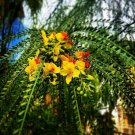 Parkinsonia Aculeata 500 Seeds Mexican Palo Verde Shrub Tree Jerusalem Thorn