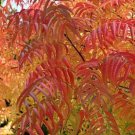Pistacia Chinensis Cold Hardy Chinese Bonsai Pistach Shade Tree 500 Seeds