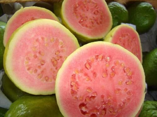 Psidium Guajava 5400 Seeds Fragrant Common Apple Guava Fruit Tree Shrub Bonsai