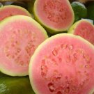 Psidium Guajava 5400 Seeds Fragrant Common Apple Guava Fruit Tree Shrub Bonsai