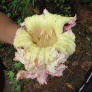 Oroxylum Indicum 100 Seeds Midnight Horror Tree Ornamental Indian Trumpet Flower