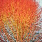 Cornus Sanguinea 1000 Seeds Dogwood Midwinter Fire Winter Flame Shrub Cold Hardy