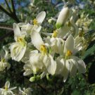 Moringa Oleifera Pterygosperma Horseradish Oil Edible Ornamental Tree 500 Seeds