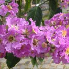 Lagerstroemia speciosa flos reginae Tree 500 Seeds Queens Crape Myrtle Herb