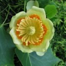 Liriodendron Tulipifera 100 Seeds Tulip Flower Yellow Poplar Tree Cold Hardy