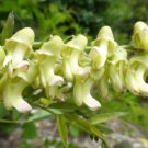 Sophora Flavescens 500 Seeds Chinese Dwarf Herb Shrub Bush