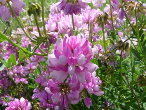 Coronilla Varia Crown Vetch Vine Hardy Garden Ground Cover 1000 Seeds