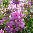 Coronilla Varia Crown Vetch Vine Hardy Garden Ground Cover 1000 Seeds