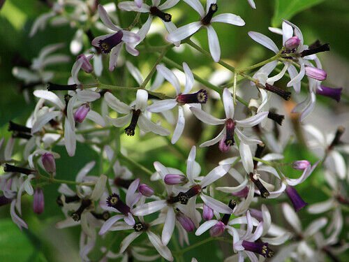 Melia Azedarach Shade Tree 100 Seeds Persian LILAC Fragrant Ornamental Garden