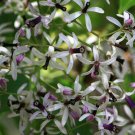 Melia Azedarach Shade Tree 100 Seeds Persian LILAC Fragrant Ornamental Garden