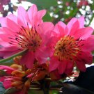 Rhodoleia Championii Rare Protected Shrub Tree Hong Kong Rose 500 Seeds