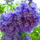 Jacaranda Mimosifolia Fern Tree 60 Seeds Blue Fragrant Ornamental Bonsai