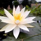 Nymphaea Pubescens White 2000 Seeds Hairy Water Garden Lily For Aquarium Ponds