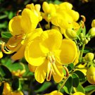 Cassia Tora 500 Seeds Senna Tora A Wide Range Of Diverse Uses Herb