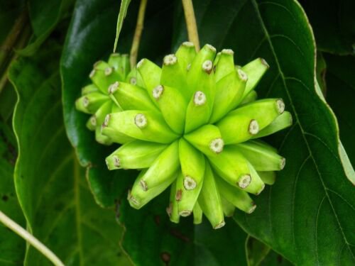 Camptotheca Acuminata 700 Seeds Happy Tree Tree Of Life Cancer Tree